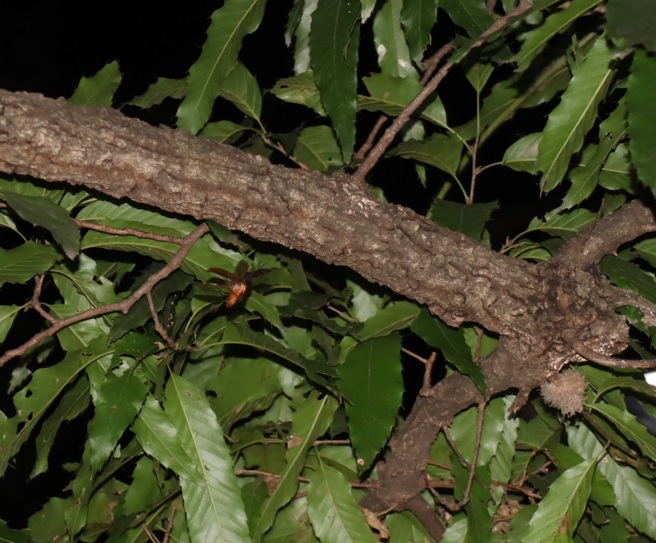 団地前のクヌギ_飛んできたノコギリクワガタの雄_2021年8月18日 19時50分頃 気温26度
